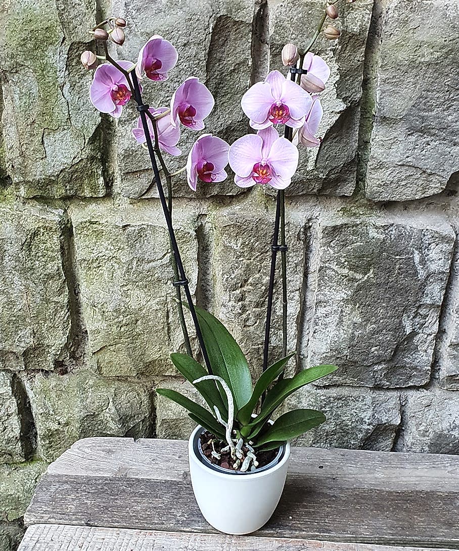 Nagy orchidea